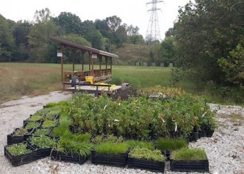 KENTUCKY POWER BIG SANDY WETLANDS PROJECT ATTRACTS BUTTERLIES, WILDLIFE