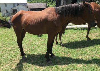 WEBBVILLE WOMAN ARRESTED FOR ANIMAL CRUELTY, OTHER CHARGES