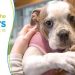 BISSELL Pet Foundation Releases its Next ‘Empty the Shelters’ Adoption Date