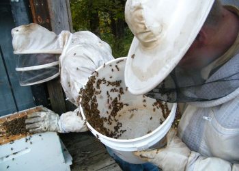BIG BEE CUTOUT IN LAWRENCE COUNTY