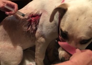 INVESTIGATION CONTINUES INTO BLAINE FAMILY’S PET DOG SHOT WITH ARROW