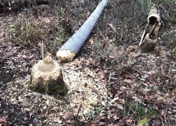 Kentucky Power Storm Summary: Thanksgiving wind storm update, 7,000 lost power