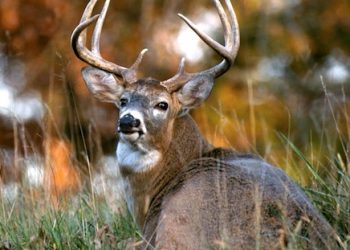 Modern gun season for deer opens statewide Saturday, Nov. 9