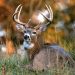 Modern gun season for deer opens statewide Saturday, Nov. 9