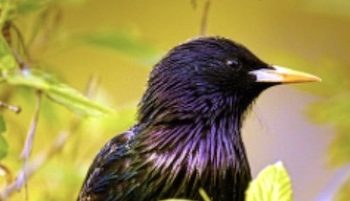 Art Lander’s Outdoors: Starling is most reviled of 150 species nesting in Kentucky