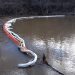 FALLSBURG OIL SPILL CONTAINED THANKS TO DES, EPA AND ANIMAL LOVERS