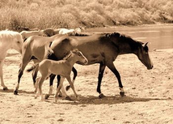 At least 15 horses shot in Floyd County, Ky.