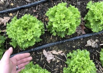 Grow Appalachia helps Lawrence County couple start new farm