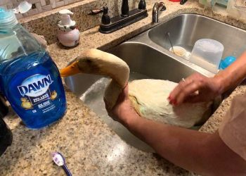 FALLSBURG OIL SPILL STILL A MYSTERY; WILDLIFE THREATENED