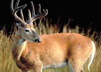 Record deer harvest in Kentucky this year