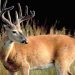 Record deer harvest in Kentucky this year