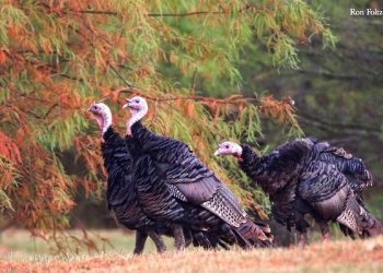 GO ‘COLD TURKEY’ ! Enjoy the December shotgun turkey season (tomorrow through Friday, Dec. 13)