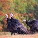 GO ‘COLD TURKEY’ ! Enjoy the December shotgun turkey season (tomorrow through Friday, Dec. 13)