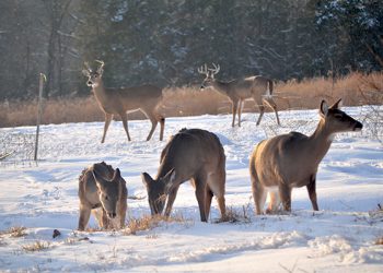 Kentucky hunters post another big harvest as deer season comes to close