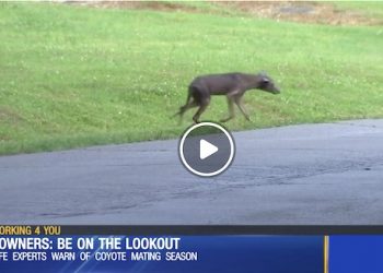 Pet owners be on the lookout for coyotes