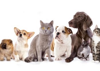 HUMANE SOCIETY PLEADING FOR HELP WITH MONETARY DONATIONS, SUPPLIES