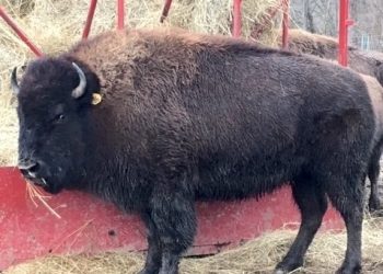 Bison Being Auctioned at Big Bone Lick State Historic Site