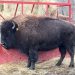 Bison Being Auctioned at Big Bone Lick State Historic Site