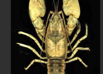 Want to name Kentucky’s newly discovered crawdaddy?