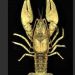 Want to name Kentucky’s newly discovered crawdaddy?