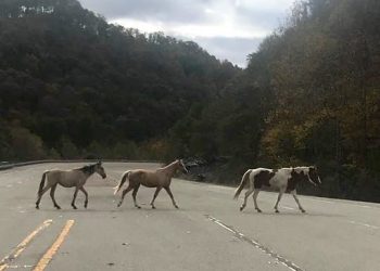 After Floyd Co. horse massacre, Kentucky lawmakers want to rein in wild herd