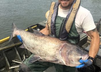 ASIAN CARP HARVESTING METHOD AT KENTUCKY LAKE