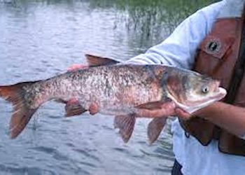 Officials view scientific method of removing Asian carp from Kentucky Lake