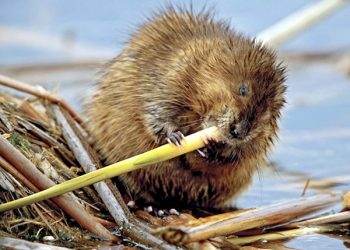 Art Lander’s Outdoors: The muskrat in Ky.