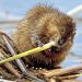 Art Lander’s Outdoors: The muskrat in Ky.
