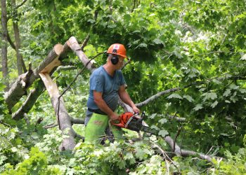 KENTUCKY POWER TO TRIM 16,000 TREES IN 2020 TO IMPROVE RELIABILITY