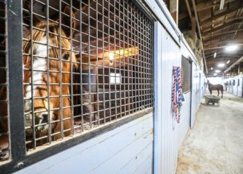 Eastern Kentucky is still littered with dead horses