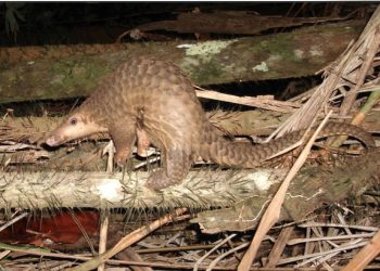 Art Lander’s Outdoors: Most outbreaks of disease like covid-19 trace to consumption of wildlife in China