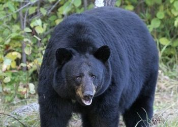 BLACK BEAR/VEHICLE COLLISION ON BLACKLOG IN MARTIN COUNTY