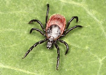 Warm temps bring out ticks early, and they don’t social distance