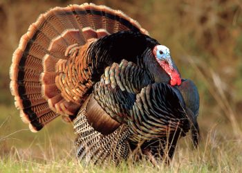 Kentucky’s 23-day spring wild turkey season getting a late start in 2020
