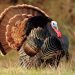 Kentucky’s 23-day spring wild turkey season getting a late start in 2020
