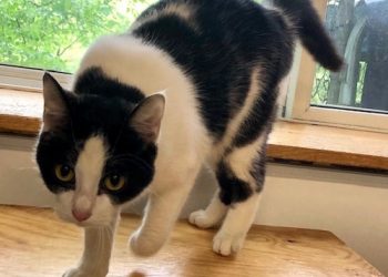 Lawrence County Humane Society Celebrates National  Adopt-A-Shelter-Cat Month