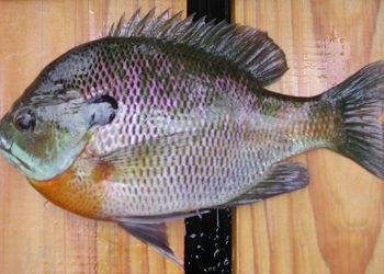 Kentucky’s abundant sunfish can be caught with live bait and basic fishing tackle