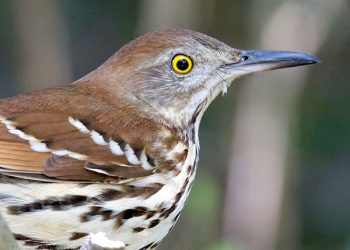 Brown thrasher is often found along roadsides during early summer
