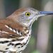 Brown thrasher is often found along roadsides during early summer