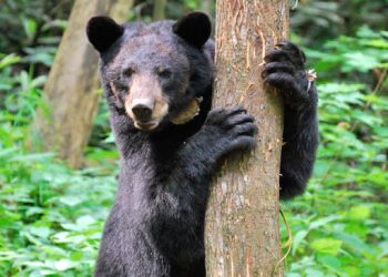 Most bear problems preventable