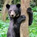 Most bear problems preventable