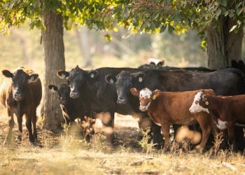 Southern Ohio farm offers beef for sale during national shortage