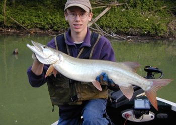 MUSKIE IS KENTUCKY’S TOP PREDATOR FISH