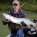 MUSKIE IS KENTUCKY’S TOP PREDATOR FISH