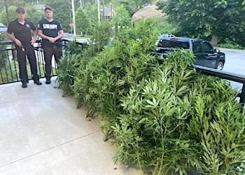MARTIN CO. SHERIFF’S DEPUTIES ‘SMELL OUT’ 12 PLANT POT BUST