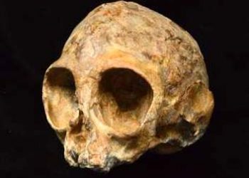 HUMAN SKULL FOUND IN JOHNSON COUNTY DRIVEWAY