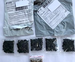 Quarles warns against use of unsolicited seed packets from China — report immediately