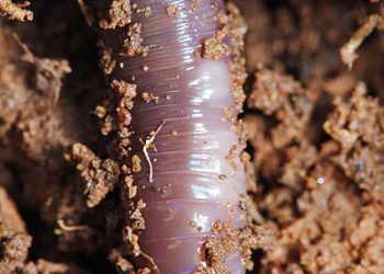 ART LANDERS: Live bait catches fish