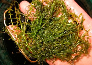 Art Lander’s Outdoors: Non-native mussel, aquatic vegetation